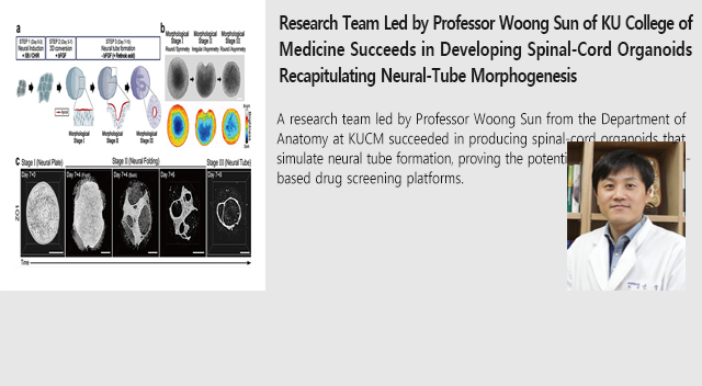 Research Team Led by Professor Woong Sun of KU College of Medicine Succeeds in Developing Spinal-Cord Organoids Recapitulating Neural-Tube Morphogenesis