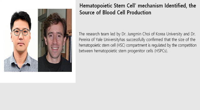 Hematopoietic Stem Cell’ mechanism Identified, the Source of Blood Cell Production
