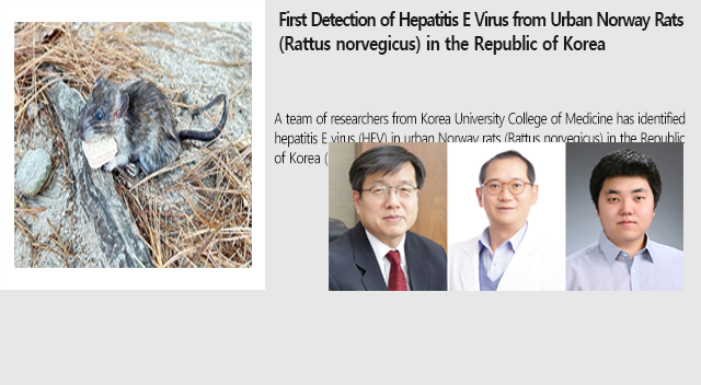 First Detection of Hepatitis E Virus from Urban Norway Rats (Rattus norvegicus) in the Republic of Korea
